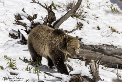 Snow and Cubs YNP May 2025